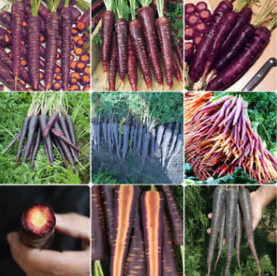 แครอท (Carrot) สีม่วง / 500 เม็ด