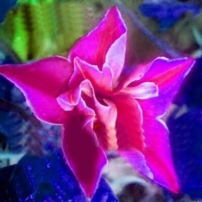 ไลซิแอนธัส (Lisianthus) สีชมพู-ส้ม / 25 เม็ด