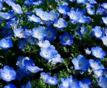 เนโมฟีลา - เบบี้ บลู อาย (Nemophila - Baby Blue Eyes) / 1,000 เม็ด (UK)