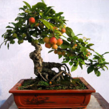 มะเดื่อฝรั่งบอนไซ เนื้อแดง / 20 เม็ด