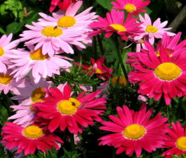 ไพรีทรัม โรบินสัน / เพ้นท์เดซี่ / ไพรีธัม (Painted Daisy / Pyrethrum Robinson) คละ / 140 เม็ด (UK)