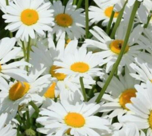 แชสต้าเดซี่ - ซิลเวอร์ปริ้นเซส (Shasta Daisy - Silver Princess) / 500 เม็ด (UK)