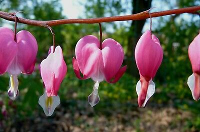 หทัยหยาดทิพย์ (Bleeding Heart) สีชมพู / 10 เม็ด