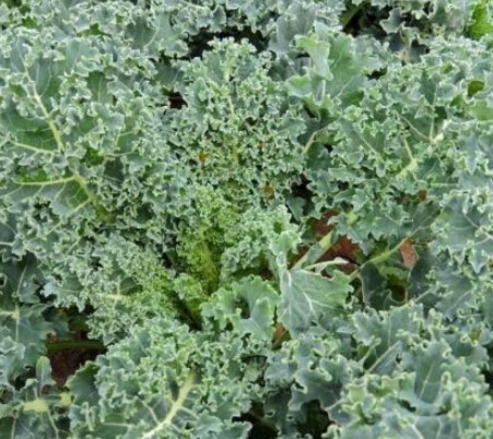 คะน้าเคลใบหยิก (Vate blue curled kale) / 500 เม็ด