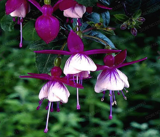 โคมญี่ปุ่น (Fuchsia) กลีบซ้อน สีม่วง / 50 เม็ด