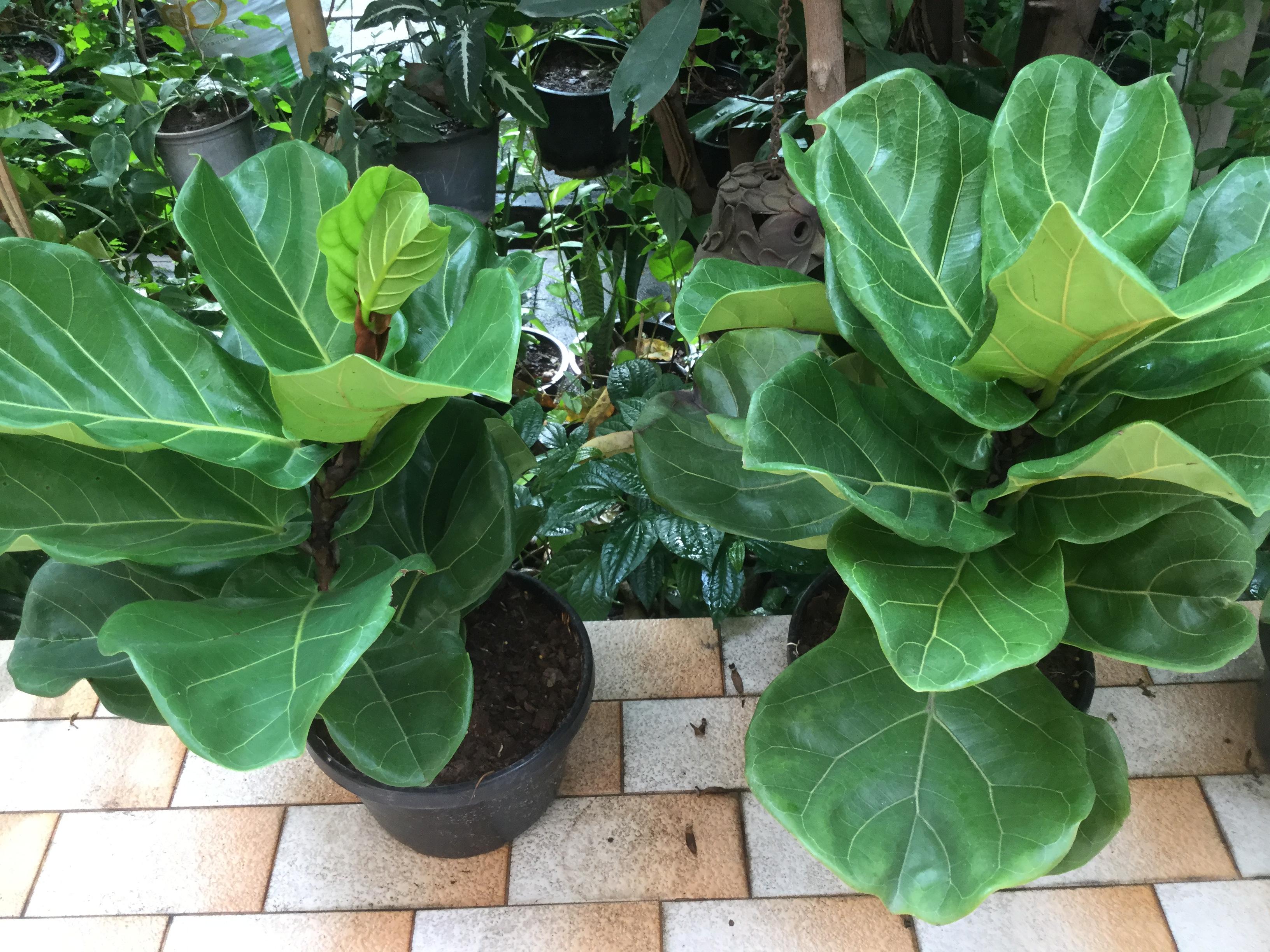 ต้นไทรใบสัก กระถาง สูง 30 ซ.ม. / ต้น