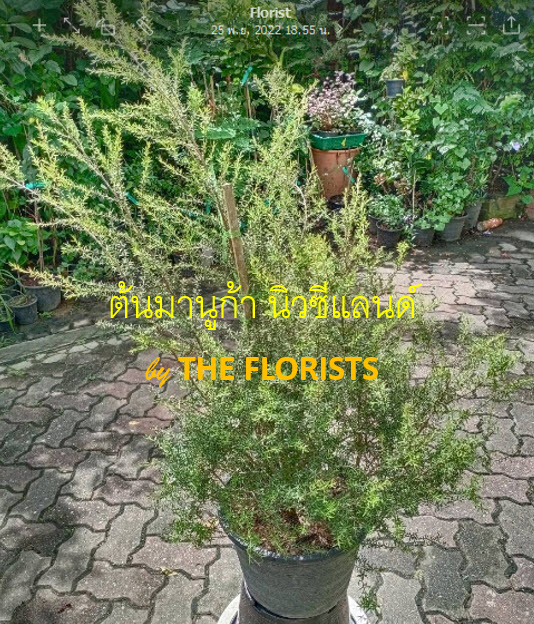 ต้นมานูก้า นิวซีแลนด์ ดอกสีขาว (Manuka) กระถาง 10 นิ้ว สูง 50-70 ซ.ม. / ต้น