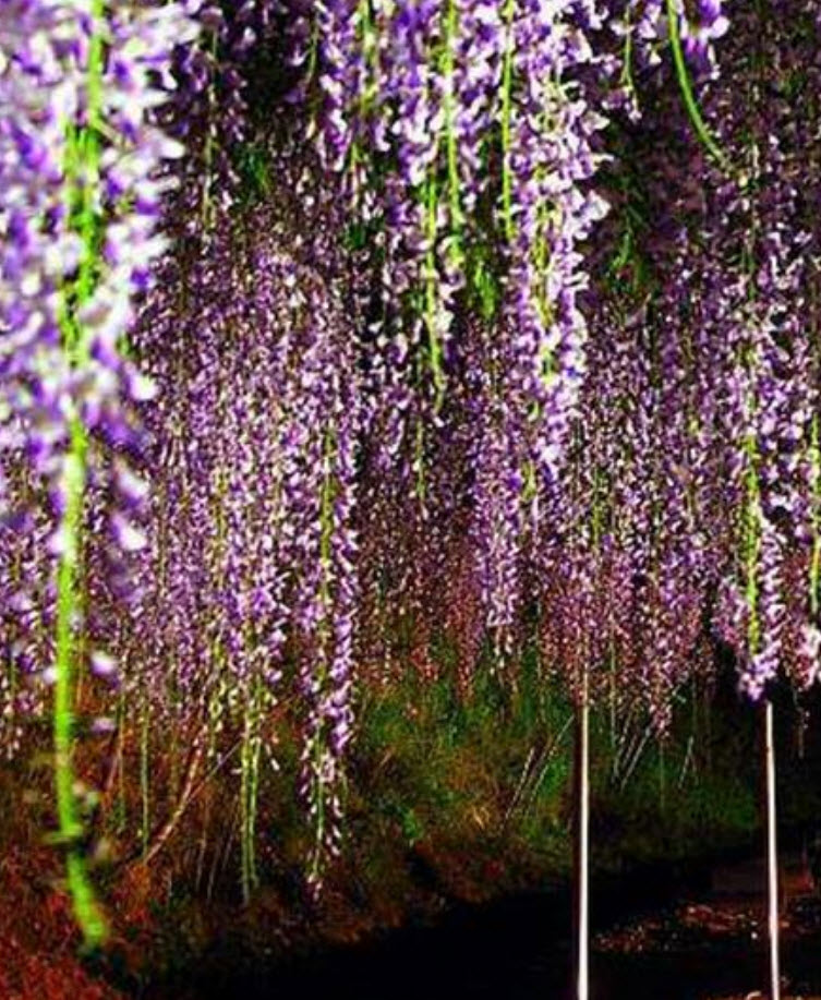 วิสทีเรีย (Wisteria) สีม่วง / 10 เม็ด (Singapore)