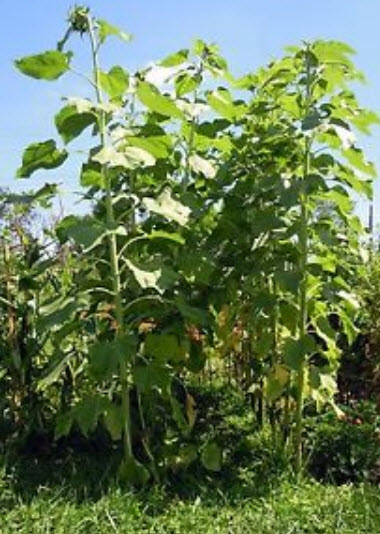 ทานตะวันยักษ์มองโกเลีย / 10 เม็ด (UK)