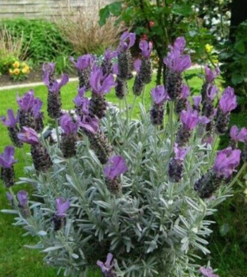 บัตเตอร์ฟลาย ลาเวนเดอร์ (Butterfly Lavender) / 50 เม็ด (Portugal)