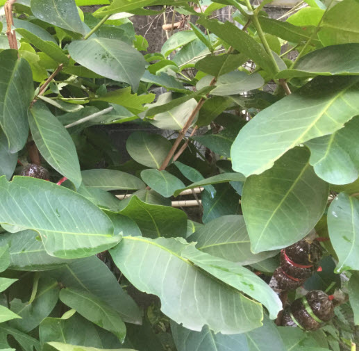 ต้นชมพู่สตรอเบอรี่ กิ่งตอน สูง 55-70 ซ.ม.