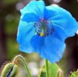 ป๊อบปี้ หิมาลายัน (Himalayan Poppy) สีฟ้า / 50 เม็ด