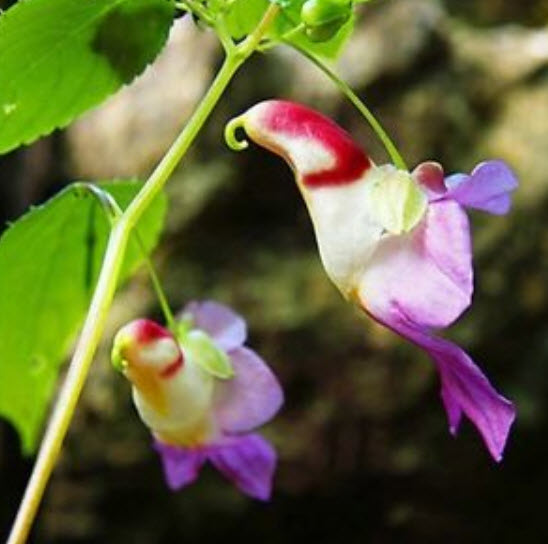 กล้วยไม้นกแก้ว (Parrot Orchid) / 20 เม็ด