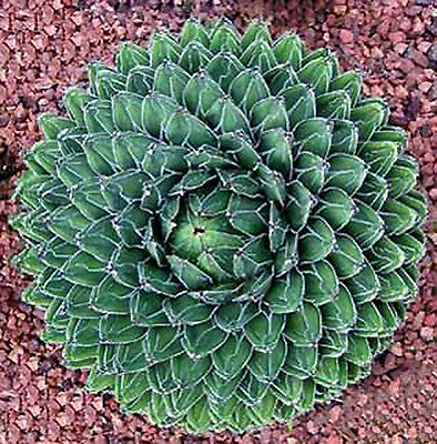 อะกาเว่ ควีนวิคทอเรีย (Queen Victoria Agave) / 5 เม็ด (UK)