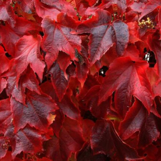 ไอวี่ สีแดง (Japanese Creeper Ivy) สีแดง / 45 เม็ด (UK)