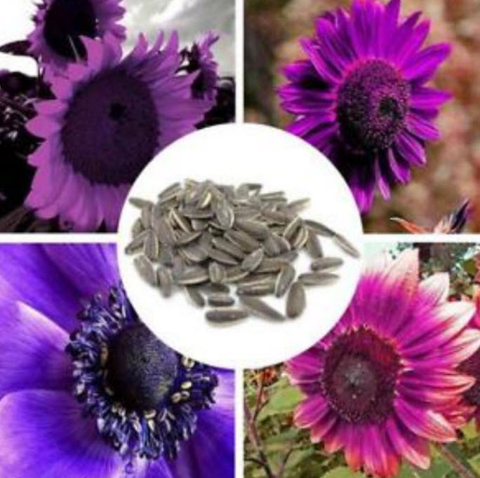 ทานตะวัน คละโทนสีม่วง / 20 เม็ด (นอก)