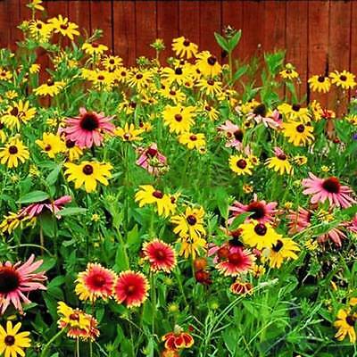 ดอกไม้ป่า (wildflowers) คละ สูง 30-45 ซ.ม. / ซอง 200 เม็ด (K003)