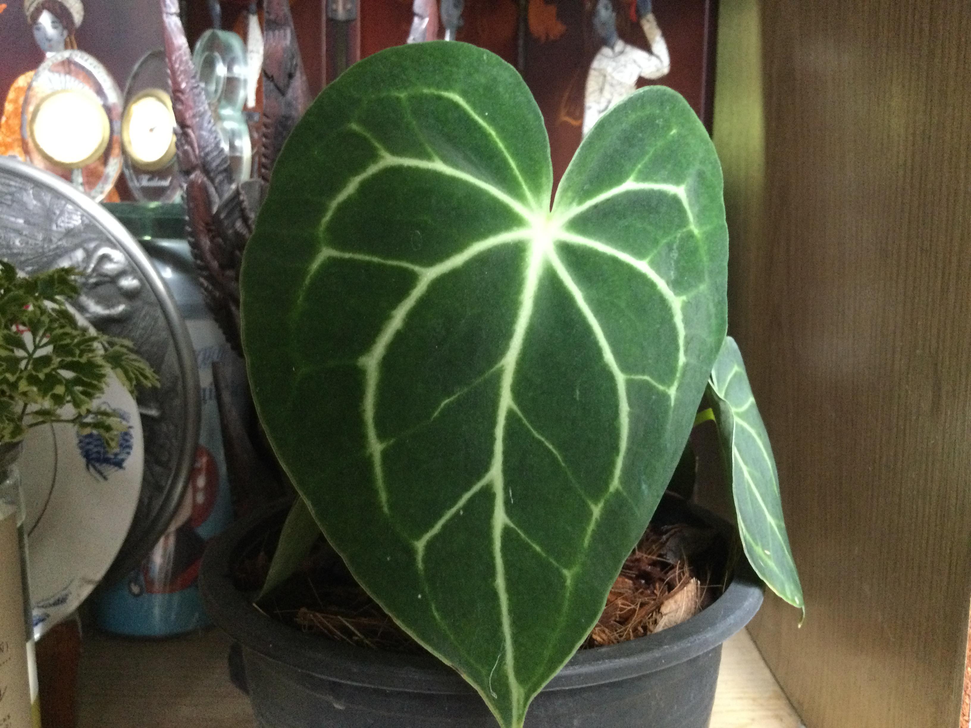 ต้นหน้าวัวหัวใจลาย หรือหน้าวัวหัวใจเศรษฐี (Anthurium Clarinervium) / ต้น*