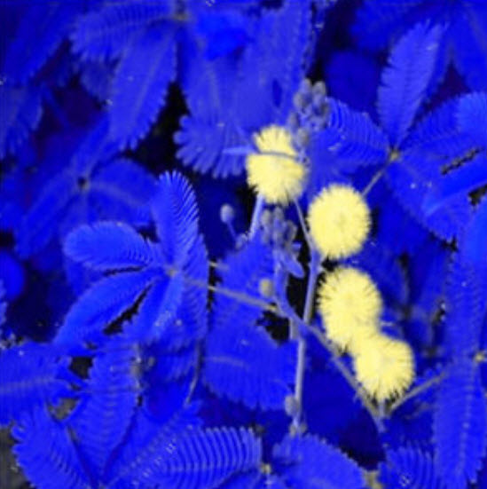 ไมยราบ (Bashful grass) ใบสีน้ำเงิน / 15 เม็ด (นอก)