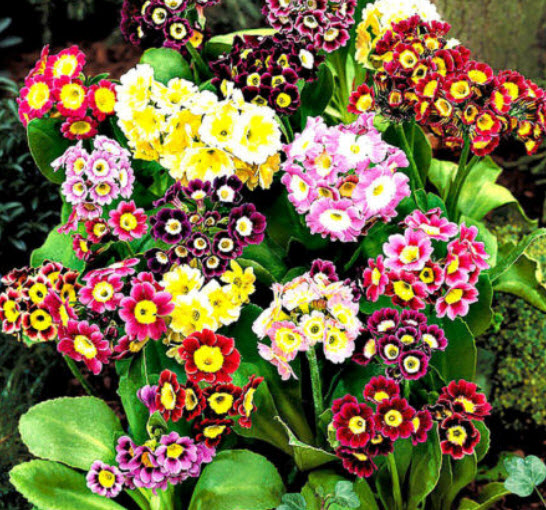 พริมโรส ออริคิวล่า (Primrose Auricula) คละ / 150 เม็ด (UK)