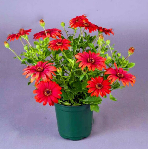 เดซีบอนไซ (Daisy / Osteospermum Flores Bonsai) คละ / 50 เม็ด