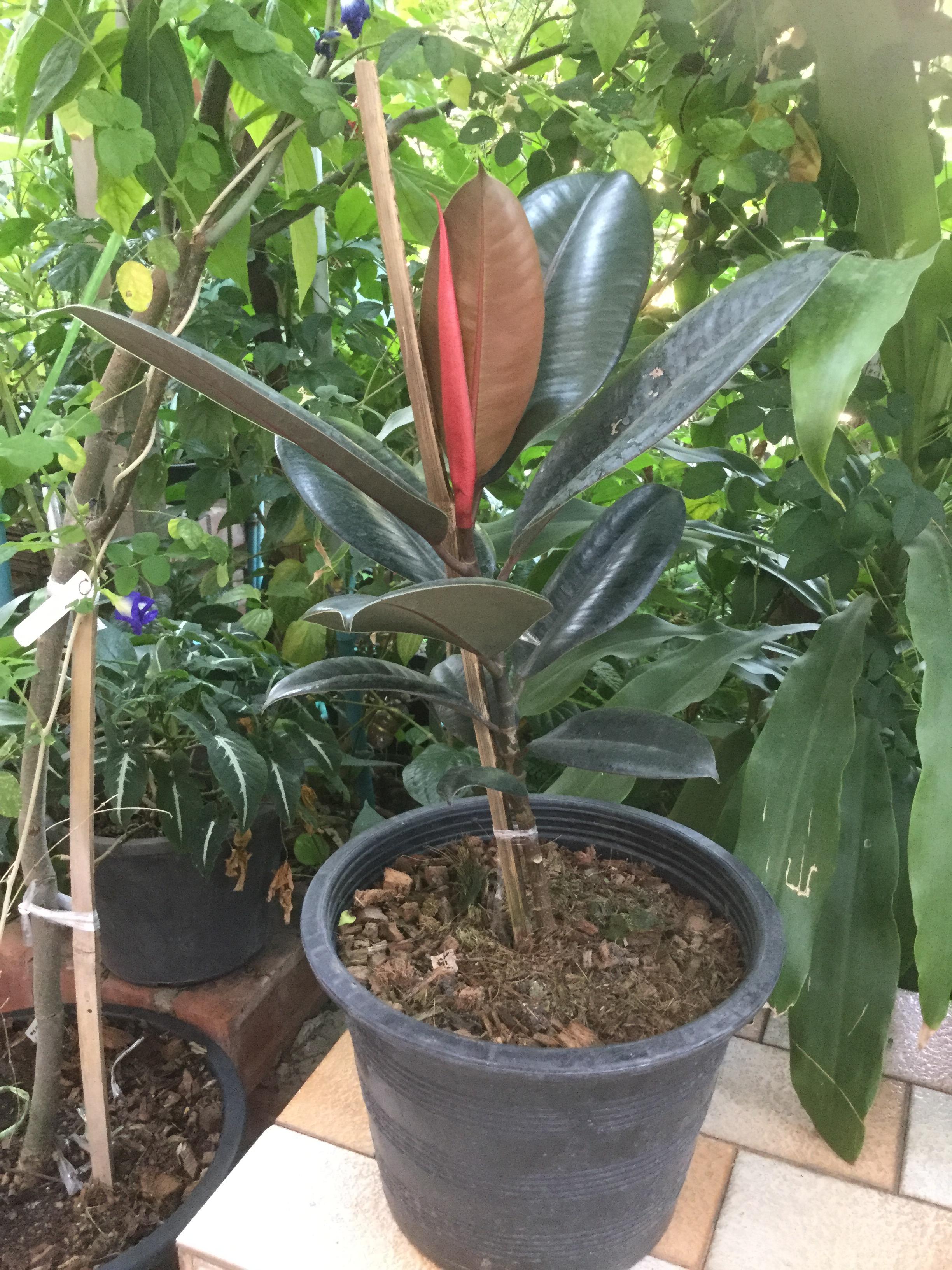 ต้นยางอินเดีย ใบดำ สูง 30-50 ซ.ม. / ต้น