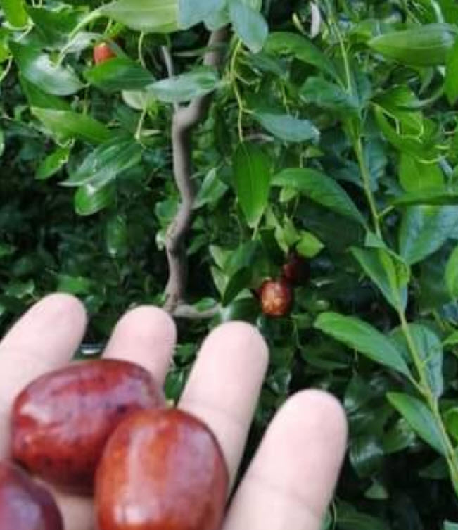 ต้น พุทราจีน สายพันธุ์ลูกรี ต้นเสียบยอด สูง 70-90 ซ.ม. ต้นไม้นำเข้าจากจีน