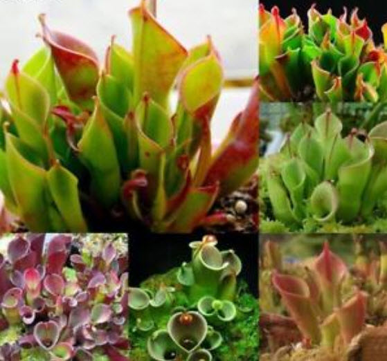 พืชดักจับแมลง (Venus Flytrap) คละ / 100 เม็ด (รุ่นใหม่)