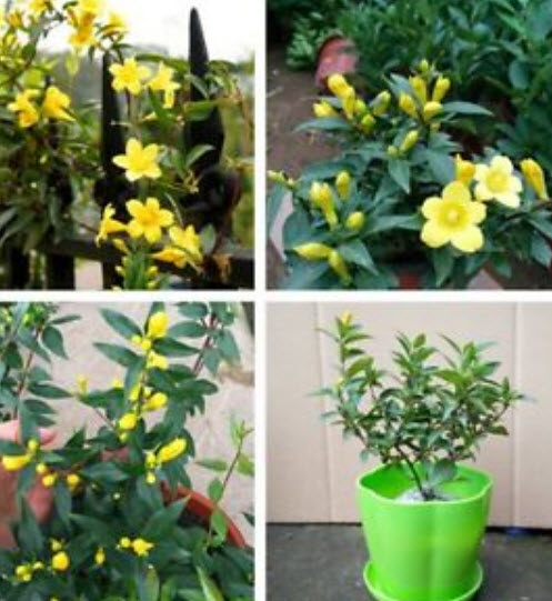 มะลิ สีเหลือง / 50 เม็ด (นอก)