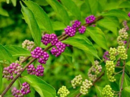 อเมริกันบิวตี้เบอรี่ (America Beauty Berry) / 10 เม็ด (USA)