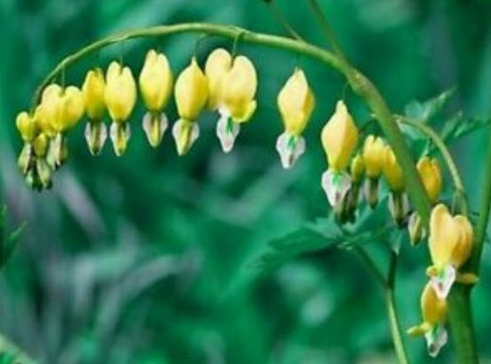 หทัยหยาดทิพย์ (Bleeding Heart) สีเหลือง / 10 เม็ด