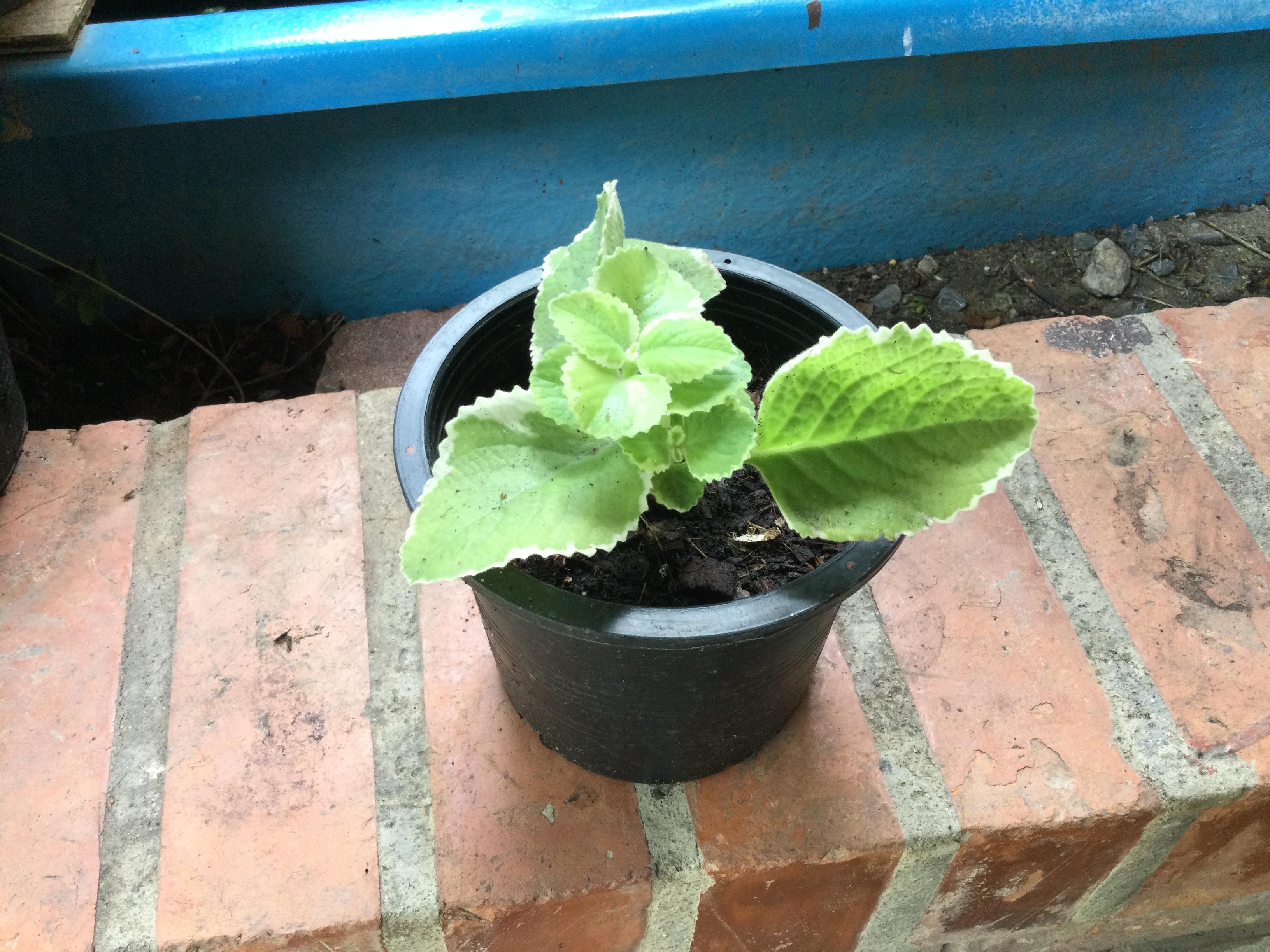 ต้นหูเสือด่าง (Indian Borage) กระถาง 6 นิ้ว / ต้น