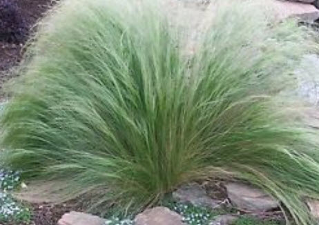 หญ้าหางม้า (Pony tails Grass) / 100 เม็ด (UK)