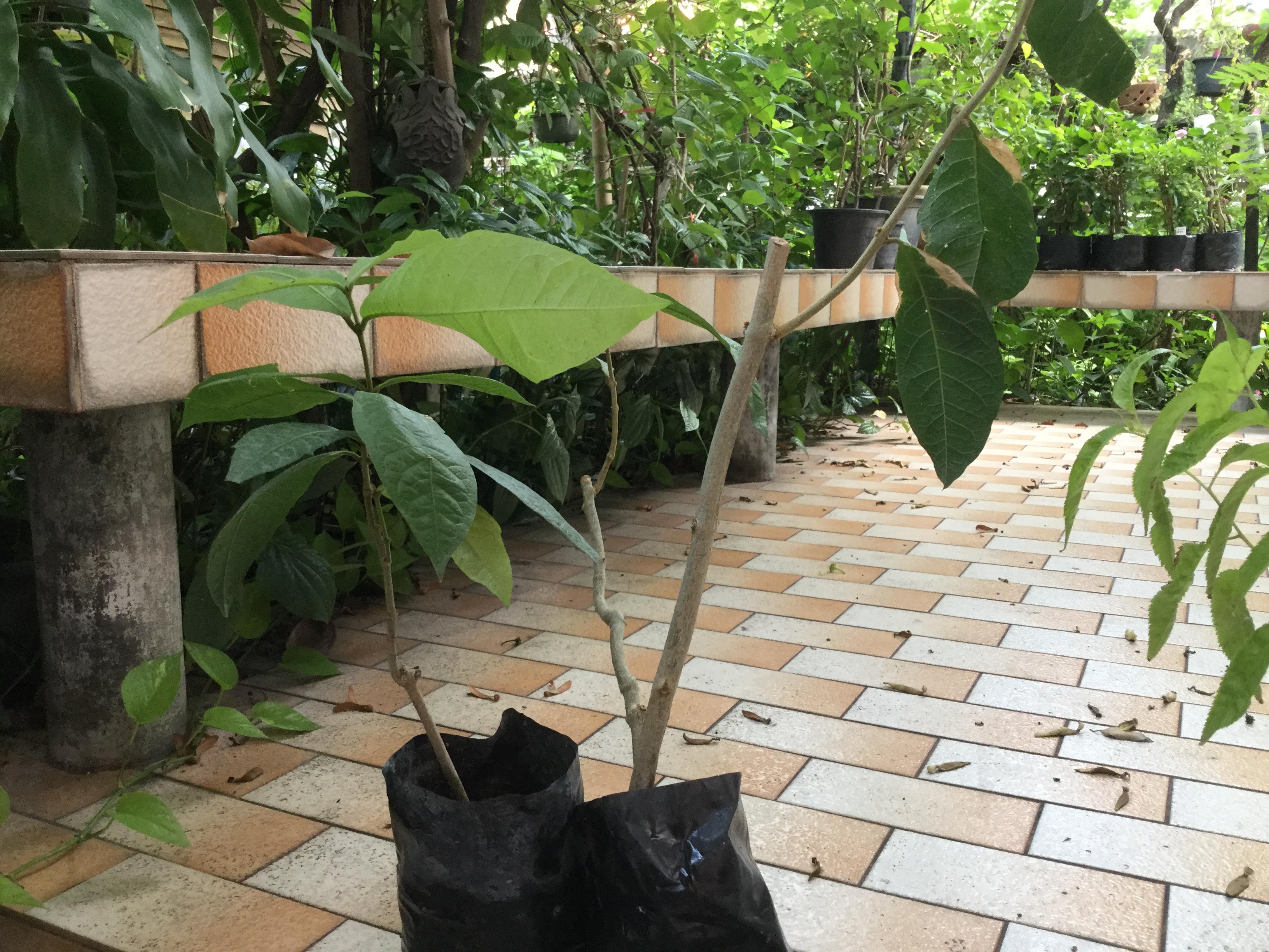 ต้นพวงคราม สีม่วง (L) / ต้น