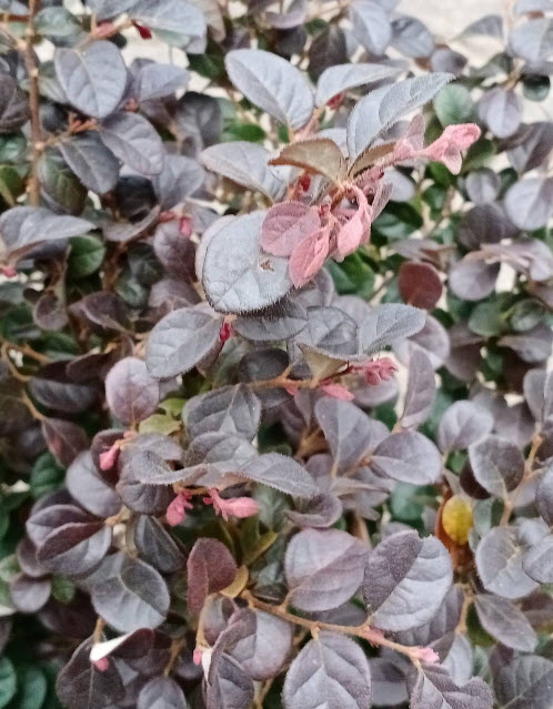 ต้นหงส์ฟู่ (Chinese Fringe Flower) กระถาง 10 นิ้ว สูง 50-60 ซ.ม. / ต้น