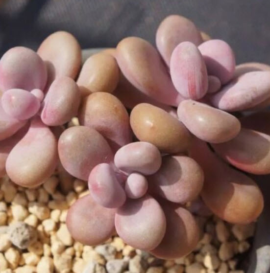 ไลท็อปส์ (Lithops) / 100 เม็ด