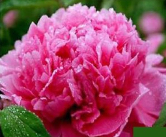 โบตั๋น (Peony) สองสี (ชมพู-แดง) / 10 เม็ด (นอก)