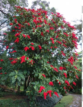 ต้นวาซีวีเซีย (Warszewiczia coccinea) กระถาง สูง 50-60 ซ.ม. / ต้น