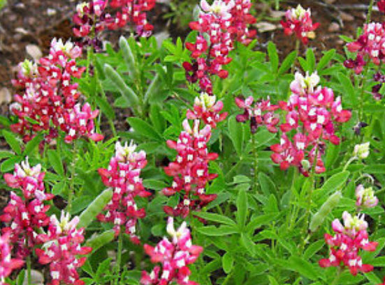 บลูบอนเน็ต มารูน เรด (Bluebonnet - Maroon Red) / 50 เม็ด (USA)