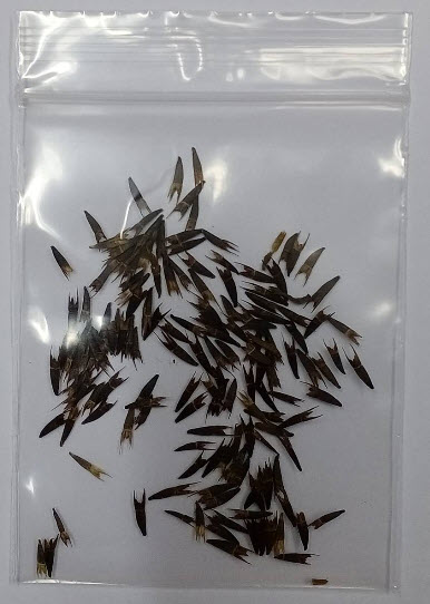 บัวตอง (Mexican Sunflower) / 50 เม็ด