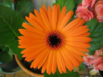 เยอบีร่า (Gerbera) สีส้ม / 100 เม็ด