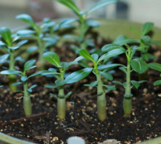 ชวนชม (Adenium) ดำ / 2 เม็ด (หายากมาก)