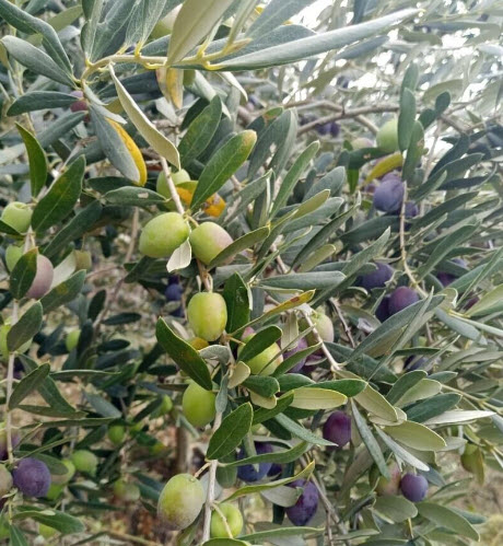 ต้นมะกอกโอลีฟ Olea europaea - GEMLIK สูง 30-50 ซ.ม. (Turkey)