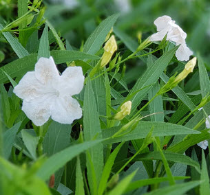 ต้นต้อยติ่งฝรั่งสีขาว ถุงดำ สูง 25-40 ซ.ม. / ต้น