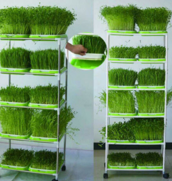 ถาดเพาะเมล็ด