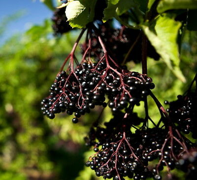 อัลเดอร์เบอรี่ (Elderberry) / 20 เม็ด (นอก)