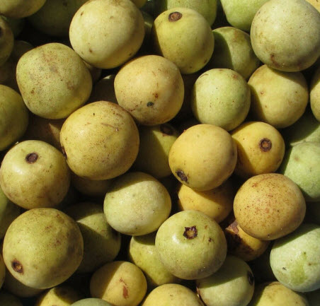 ต้นมารูลา หรือต้นช้างเมา (African Marula) เพาะเมล็ด จากต่างประเทศ