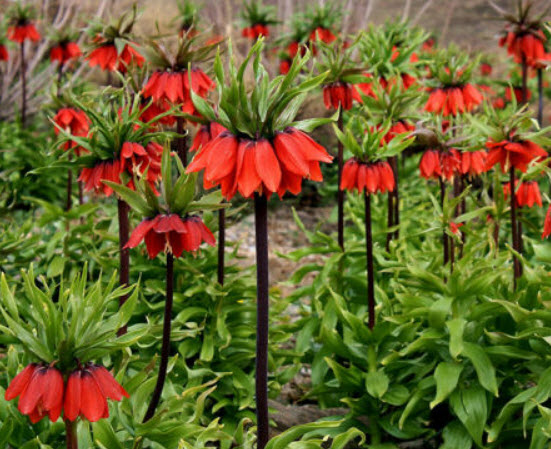มงกุฏจักรพรรดิ์ (Crown Imperial) สีแดง / 100 เม็ด