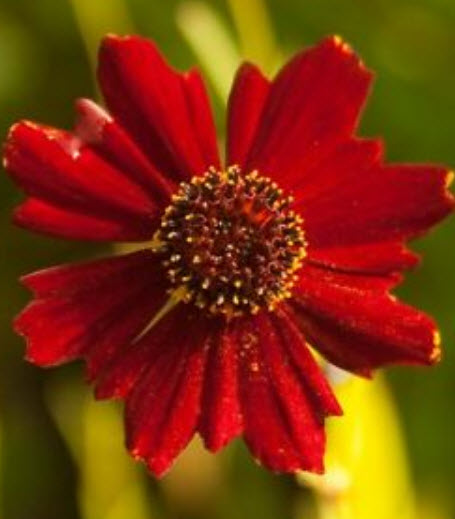 ดอกไม้ไหว (Coreopsi) สีแดง พันธุ์เตี้ย / 750 เม็ด (UK)