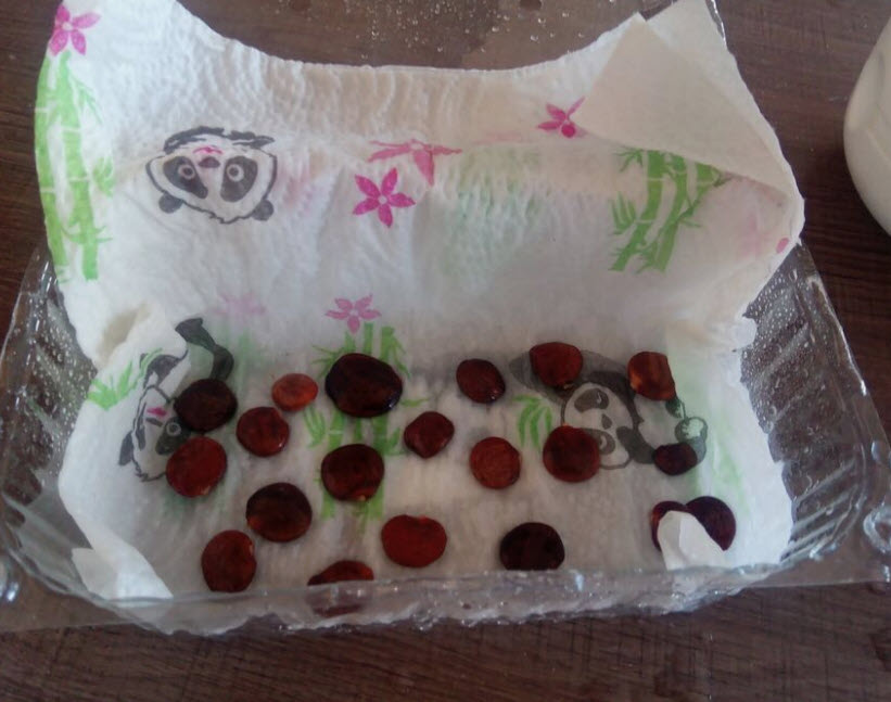 วิสทีเรียญี่ปุ่น วิสทีเรียดอกสีขาว / 5 เม็ด (Malta)